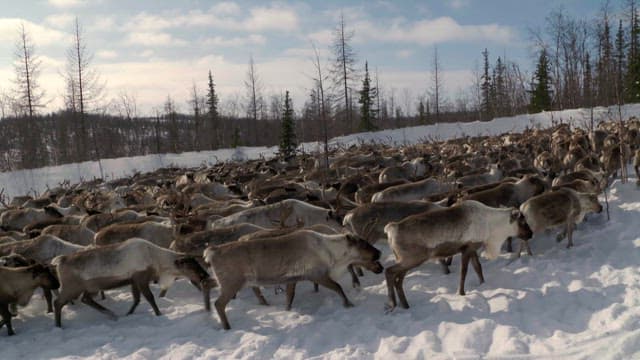 Herd of Reindeer Wandering in Snowy Terrain