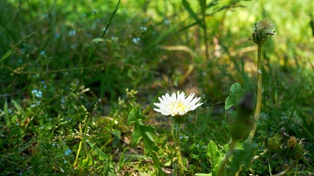 Dandelions blooming in a sunlit green field