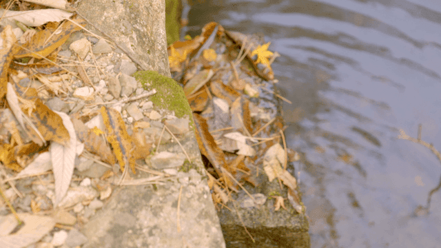 Leaves and stones by a flowing river