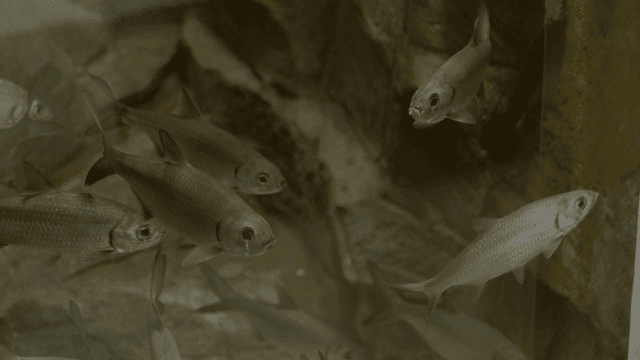 Fish swimming in an aquarium