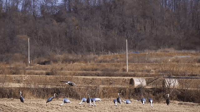 Cranes in a field near a forest