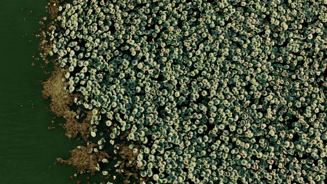 빽빽한 연못의 항공 뷰