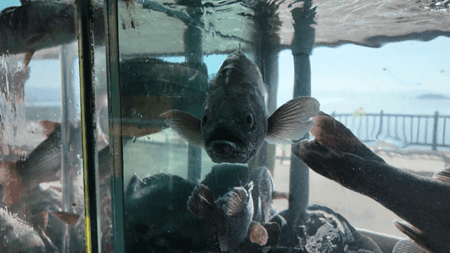 Fish swimming in a clear aquarium