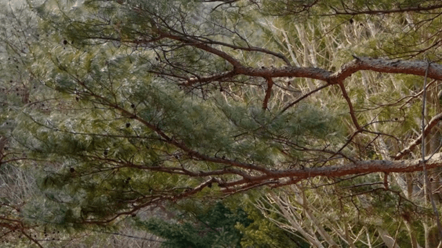 숲속에서 바람에 흔들리는 소나무 가지