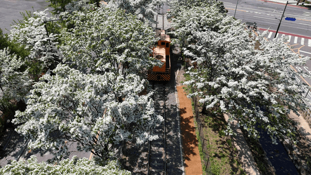 Train passing through blooming Korean white lilac trees