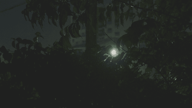 Rainy night view with streetlight and tree leaves