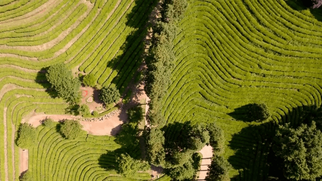 푸른 녹차밭과 나무들