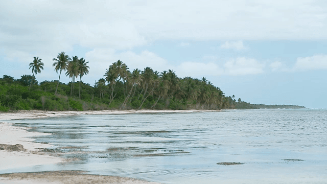Tranquil beach with palm trees