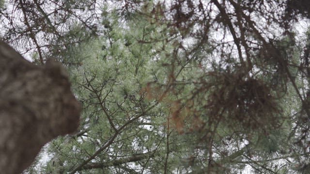 Looking at the Sky in a Quiet Pine Forest