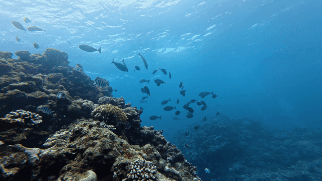 Vibrant coral reef full of fish