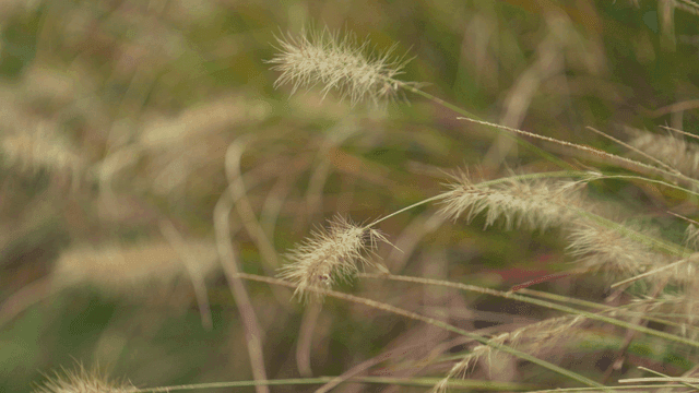기우러진 가을 강아지풀들