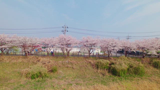 Cherry blossoms along beautiful street