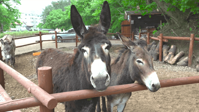 울타리 안 당나귀들