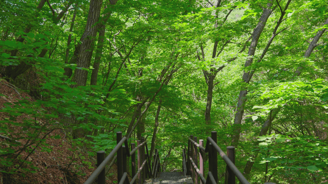 산길 위로 푸른 나무들