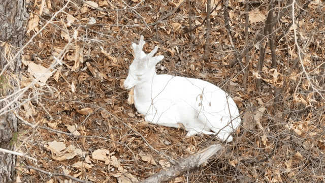 White deer resting on fallen leaves in forest