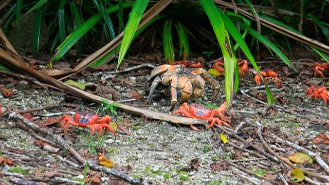 Vibrant Crabs in a Natural Habitat