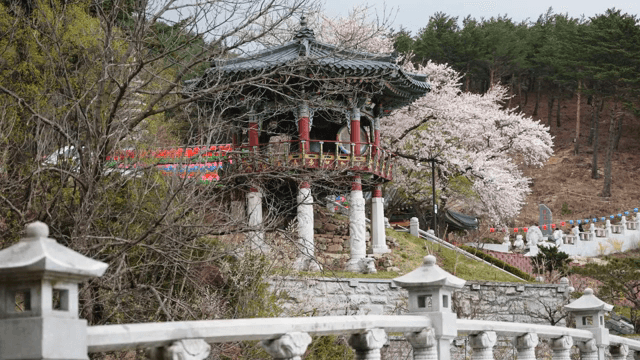 벚꽃이 핀 전통 한국 정자