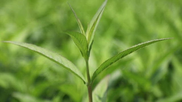 Close-up of a green herb in sunlight