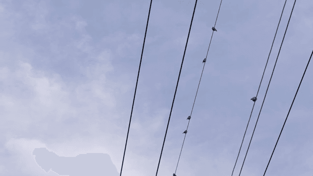 하늘을 배경으로 전선에 앉아 있는 새들
