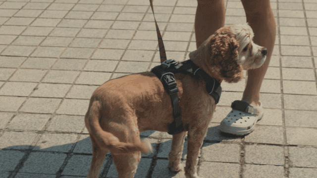 A dog on a leash with a person outdoors