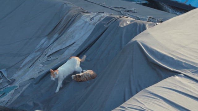 Cats Exploring the Roof