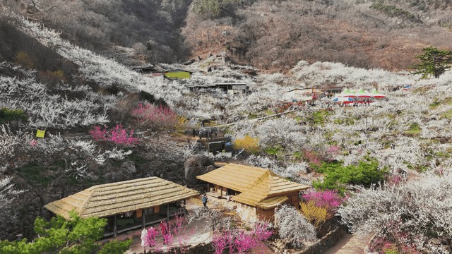 꽃이 만발한 언덕의 경치