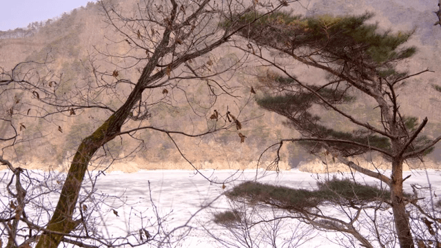 시골 풍경을 내려다보는 나무