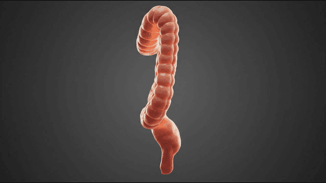 Detailed view of the human colon