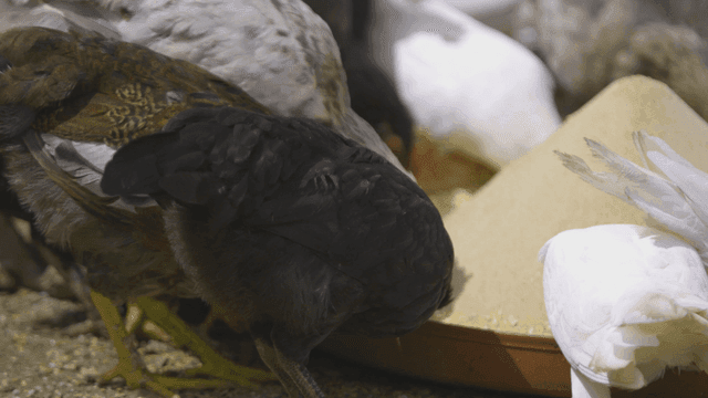 Chickens and pigeons pecking at food in chicken coop