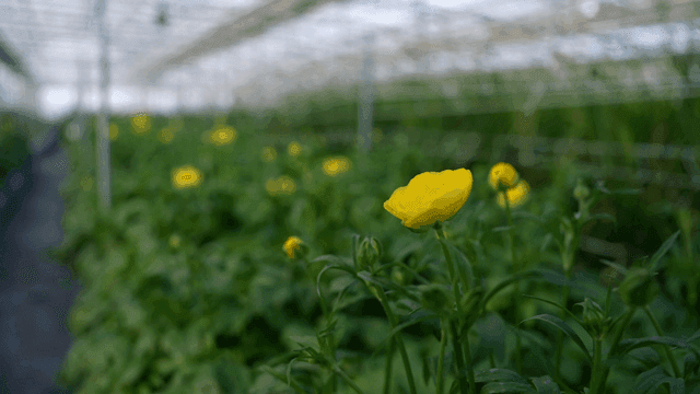 Yellow flowers blooming in a greenhouse