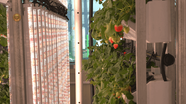 Indoor strawberry cultivation with LED lights