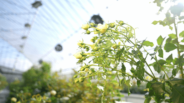 Greenhouse with yellow roses blooming under bright sunlight