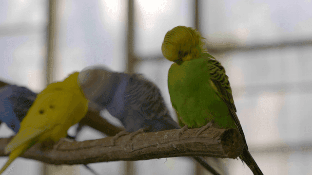 Colorful parrots sitting on tree branch