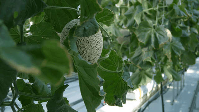 Greenhouse where melons are growing