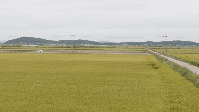 흐린 하늘 아래 펼쳐진 넓은 논