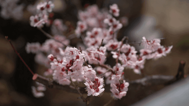 Cherry blossoms blooming on tree branches
