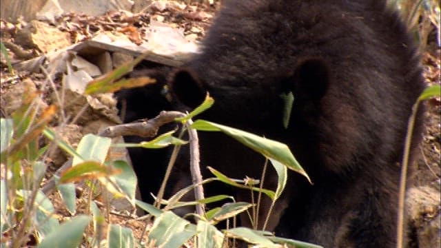 Bear Emerges From Den in Woodlands