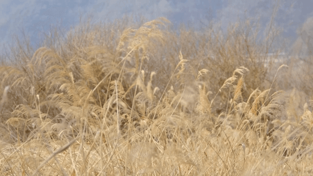 바람에 흔들리는 마른 갈대밭