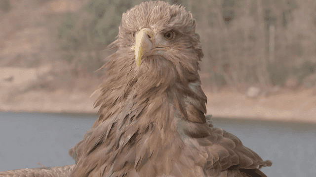 Majestic white-tailed eagle by the riverside