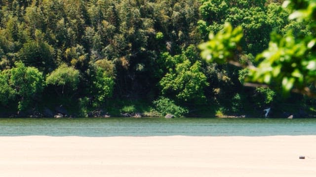 Riverside view with thick green forest and calm water