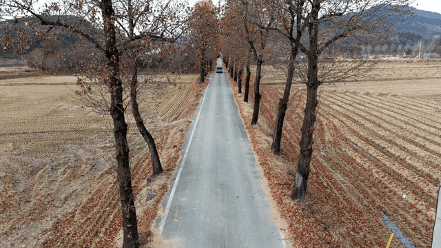 Car driving on country road lined with trees.