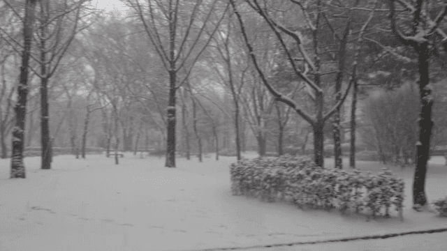 Snow-covered forest with tall trees
