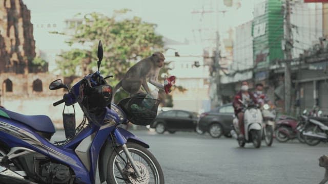 Monkeys Walking on the Street