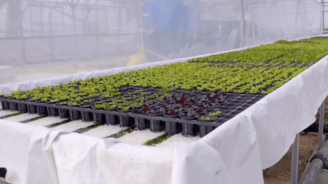 온실에서 자라는 수경재배 식물