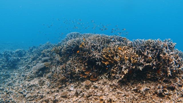 Underwater Coral Reef with Tropical Fish