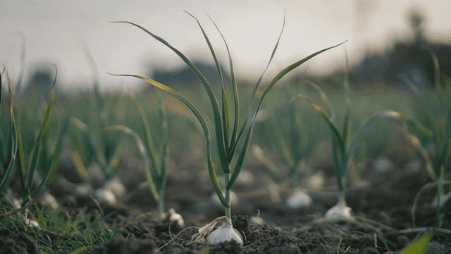 Garlic plants growing in a field