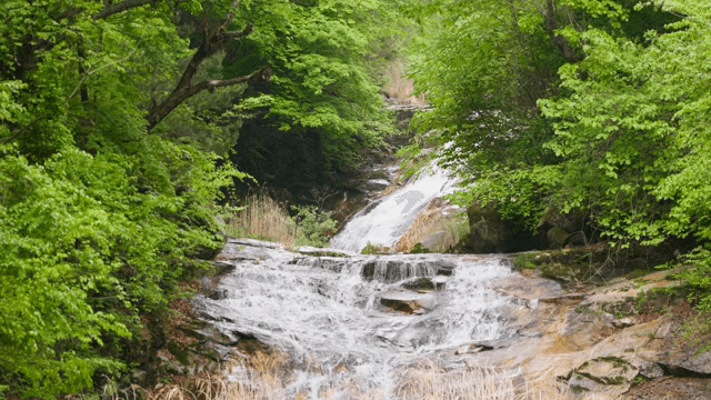 푸른 숲으로 둘러싸인 고요한 폭포