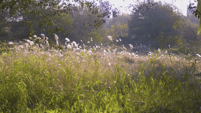 Quiet field with tall grass and trees