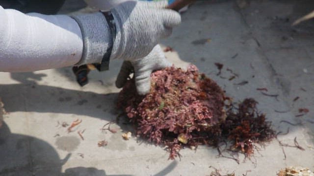 신선한 굴을 열기 위해 낫으로 두드리는 장면