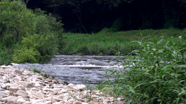 Tranquil river flowing through lush greenery